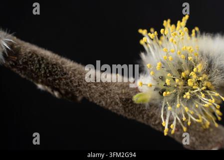 Blühender Weidenzweig auf schwarzem Hintergrund. Konzept des Frühlings. Nahaufnahme, selektive Schärfe Stockfoto