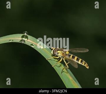Gemeine Schwebfliege Sphaerophoria scripta auf Grashalm mit Tautropfen Stockfoto