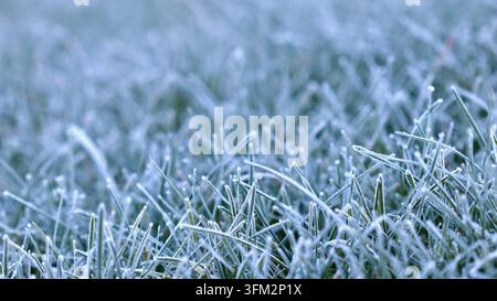 Eine Nahaufnahme, horizontale Ansicht von grünen Grashalmen, die mit einer zarten Schicht weißen Frosts bedeckt sind, eisige Textur. Ein schöner bokehgefüllter Hintergrund. Stockfoto