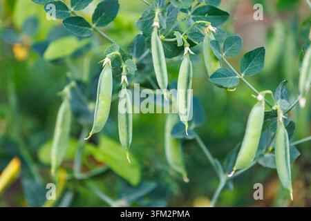 Nahaufnahme von frischen grünen Erbsenschoten, die an üppigen Pflanzen in einem Bio-Gemüsegarten während der sonnigen Sommerernte wachsen Stockfoto