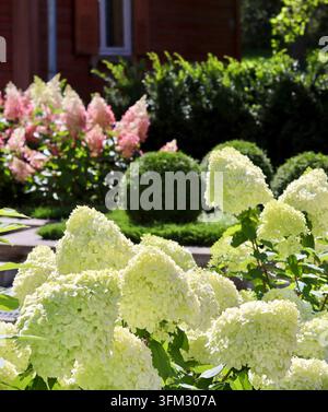 Ein sonniger, mehrstöckiger Garten mit großen Täfelchen aus weißen und rosa Hortensie-Blüten, im Kontrast zu ordentlich geschnittenen kugelförmigen Buchsbaumsträuchern und Stockfoto