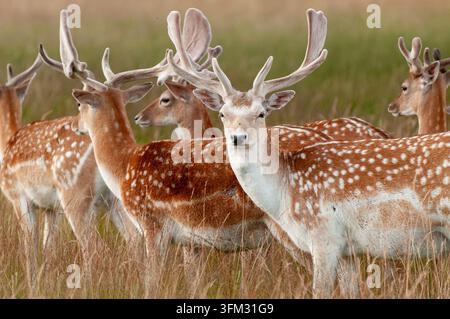 Dämmerungsreh mit Samthörnern grasen und streifen frei in Richmond Park, Londons historischem Nationalen Naturreservat, das 1637 gegründet wurde. Stockfoto