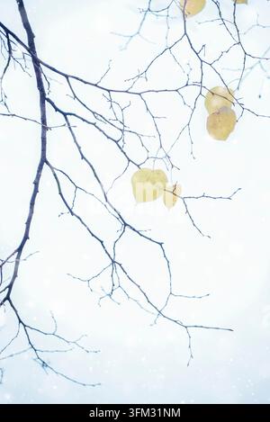 Erster Schnee, fallende Schneeflocken, sanft verschwommener romantischer hellblauer Hintergrund, Nahaufnahme Stockfoto