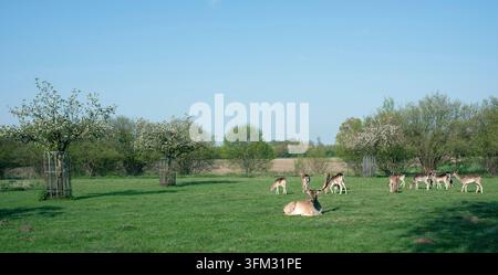 Eine kleine Herde europäischer Herbsthirsche ruht auf dem grünen Gras unter Bäumen im Frühling Stockfoto