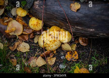 Büschel von wilden gelben Pilzen, die an einem gefallenen Baumstamm wachsen Stockfoto
