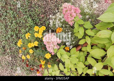 Umtopfte rosa Hortensie, Ringelblumen und Alyssum blühen im Garten, Ansicht von oben Stockfoto