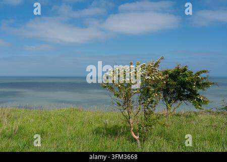Blühende Weißdornbäume an der Küste von Kent, England, gedeihen über dem Ärmelkanal und zeigen die Frühlingsflora der Küste auf den grasbewachsenen Klippen. Stockfoto