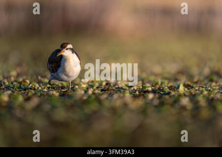 Jugendlicher Sattelreiher (Jacana jacana) geht vorsichtig auf schwimmender Vegetation in einem Teich. Stockfoto