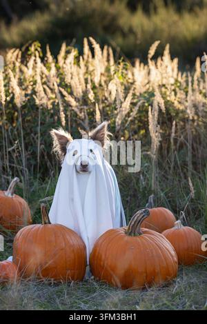 Hund als weißer Geist verkleidet, umgeben von Kürbissen in einer herbstlichen Halloween-Szene Stockfoto
