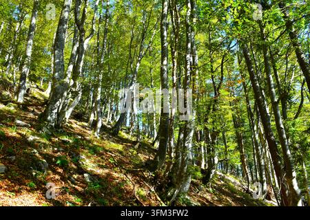 Laubiger, winterlicher Buchenwald in den gemischten Wäldern im Sommer Stockfoto