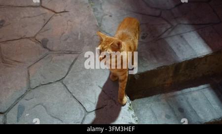 Herrenloses Ingwer-Tigerkatzen auf einer strukturierten Steintreppe in Istanbul, Türkei Stockfoto