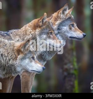 Graue Wölfe in freier Wildbahn – Porträt von drei Wölfen Stockfoto