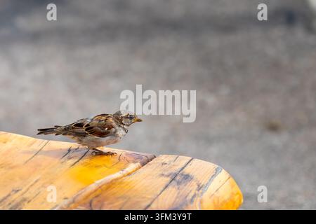 Haussperling, der auf einer sonnenbeschienenen Holzfläche nahe der Küste sitzt Stockfoto