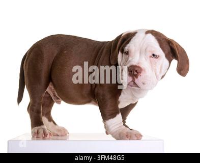 Welpen american Bully vor weißem Hintergrund Stockfoto