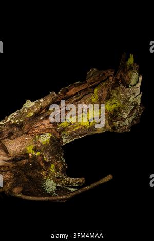 Alte moosige Baumrinden-Textur isoliert auf solidem schwarzem Hintergrund Stockfoto
