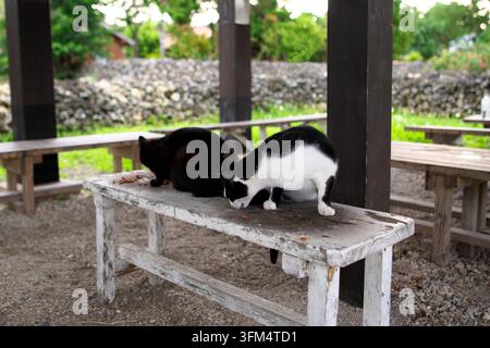 Zwei streunende Katzen, eine schwarze und eine schwarz-weiße, fressen Futter auf einer verwitterten weißen Holzbank unter einem Unterstand auf Taketomi Island, Okinawa, Japan. Stockfoto