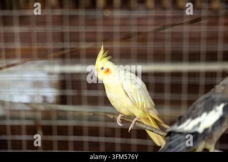 Ein gelber Wellensittich, der in einem Drahtkäfig neben einem schwarz-weißen Vogel sitzt, mit weichen Federn und neugierigem Ausdruck in einer häuslichen Umgebung Stockfoto