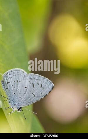 Häufiger Heckblauer Schmetterling (Acytolepsis puspa myla) ruht auf einem Blatt Stockfoto