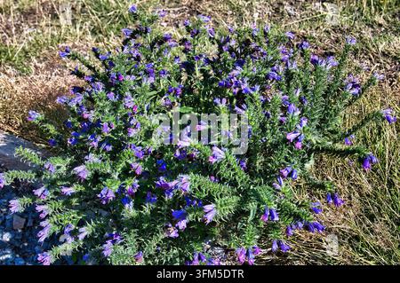 Echium vulgare (Viperngreiskraut) in einer natürlichen Außenumgebung mit trockenem Gras auf der Südinsel, Neuseeland Stockfoto