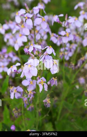 Im Frühling blühen hellviolette Orychophragmus-violaceus-Blüten in Büscheln in der Wildnis. Die weichen Pastellpetalen mit gelben Staubblättern und verschwommenem Grün f Stockfoto