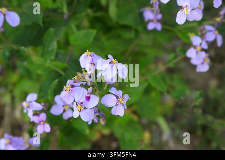 Im Frühling blühen hellviolette Orychophragmus-violaceus-Blüten in Büscheln in der Wildnis. Die weichen Pastellpetalen mit gelben Staubblättern und verschwommenem Grün f Stockfoto