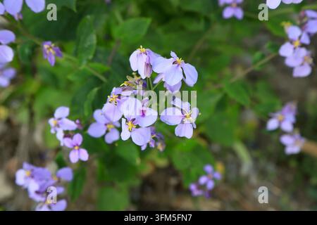 Im Frühling blühen hellviolette Orychophragmus-violaceus-Blüten in Büscheln in der Wildnis. Die weichen Pastellpetalen mit gelben Staubblättern und verschwommenem Grün f Stockfoto