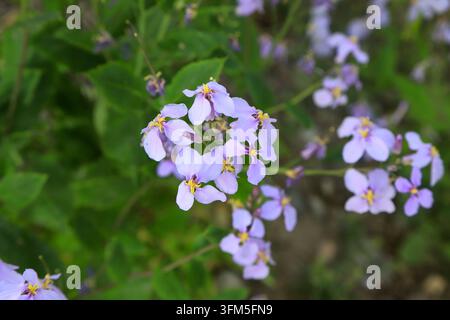 Im Frühling blühen hellviolette Orychophragmus-violaceus-Blüten in Büscheln in der Wildnis. Die weichen Pastellpetalen mit gelben Staubblättern und verschwommenem Grün f Stockfoto