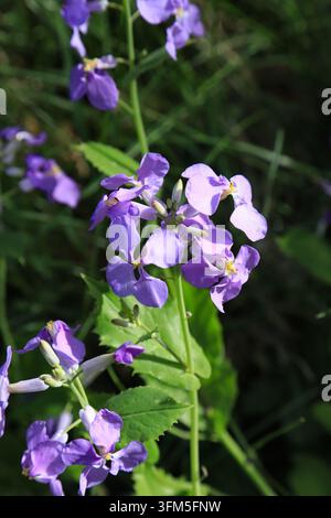 Im Frühling blühen hellviolette Orychophragmus-violaceus-Blüten in Büscheln in der Wildnis. Die weichen Pastellpetalen mit gelben Staubblättern und verschwommenem Grün f Stockfoto