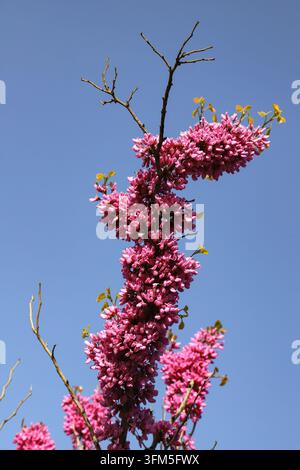 Unter dem klaren blauen Himmel an einem sonnigen Frühlingstag blühen leuchtend rosa chinesische Trompetenblumen dicht entlang der Äste, mit frischen gelb-grünen Blättern Stockfoto