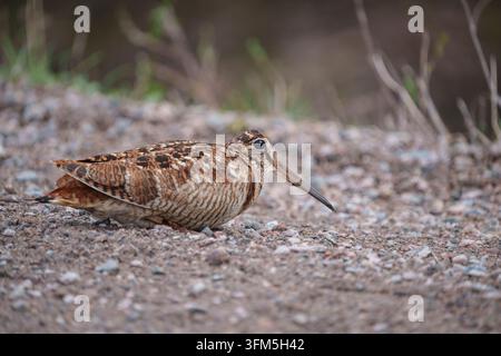 Eurasischer Waldschnepfe, Scolopax rusticola, sitzt auf einer Straße, Norrbotten, Schweden Stockfoto