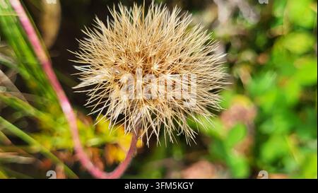 Nahaufnahme einer verblassten Leontodon-Blüte im hellen Sonnenlicht vor einem weichen, grünen verschwommenen Hintergrund, Schweizer Natur Stockfoto