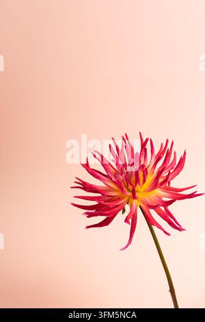 Lebendige rosa Dahlie mit gelbem Zentrum auf weichem rosa Hintergrund Stockfoto