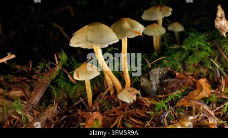 Ein Büschel Pilze/Fungi, die auf verrottendem Holz wachsen. Stockfoto