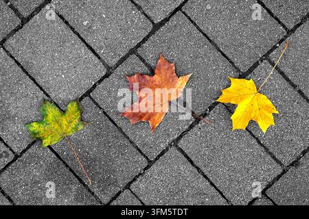 Drei farbenfrohe Ahornblätter in Grün, Orange und Gelb liegen auf grauem Kopfsteinpflaster und erzeugen einen starken saisonalen Farbkontrast und Minimalismus Stockfoto