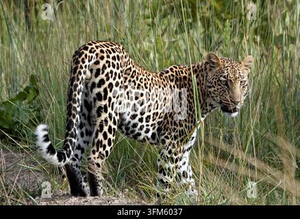 Afrikanischer Leopard steht im hohen Gras und schaut zur Kamera zurück in Sambia, Ganzkörperansicht von Panthera pardus im natürlichen Lebensraum Safari Stockfoto