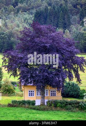 Gelbes Haus und prächtige Blutbuche (Fagus sylvatica purpurea) aus Olden, Stryn, Vestland, Westnorwegen im September. Stockfoto