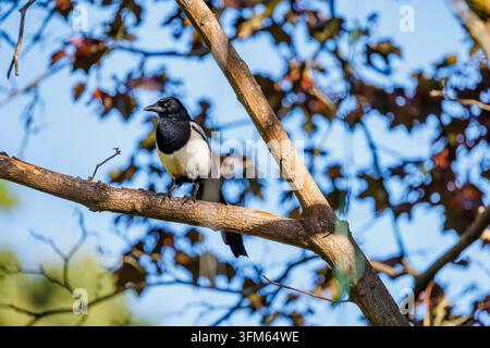 Eine eurasische Elster, Pica Pica, sitzt im Sommer in einem Garten in Surrey, Südostengland, auf einem Baum Stockfoto