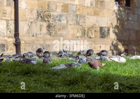 Eine Schar Tauben ruht auf Gras neben einer Steinmauer und einem Laternenpfahl. Stockfoto