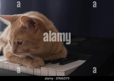 Ginger-Tabby-Katze ruht auf den Tasten eines Klaviers im Innenraum. Stockfoto