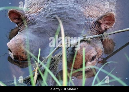 Flusspferd teilweise im Wasser versunken hinter Gras im Safari in Sambia, Nahaufnahme Stockfoto