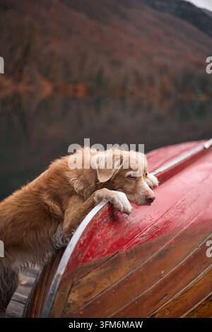 Ein Nova Scotia Duck Tolling Retriever lehnt sich an ein rotes Holzboot nahe dem Ufer. Hinter ihm sind ruhige Seewasser und Hügel. Stockfoto