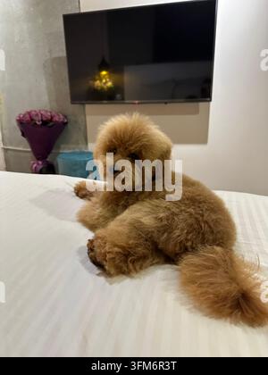 Kleiner lockiger Hund entspannt sich auf weißem Bett in einem sanft beleuchteten Schlafzimmer. Stockfoto