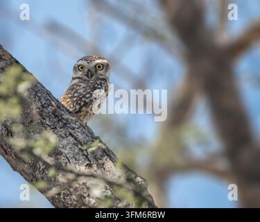 Eine gefleckte Eule, die auf einem Baum sitzt Stockfoto