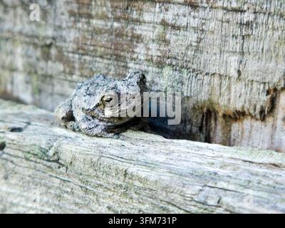 Grauer Baumfrosch ruht an verwittertem Holz in einer natürlichen Außeneinrichtung, mit offenem Raum um den kleinen Amphibien. Stockfoto