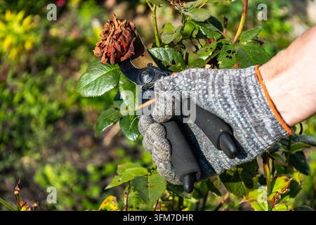 Eine behandschuhte Hand schneidet einen trockenen welken Rosenkopf mit scharfen Gartenscheren in einem sonnigen grünen Garten ab. Nahaufnahme zeigt Pflanzenpflege und saisona Stockfoto