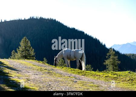 Ein majestätisches weißes Lipizzaner-Pferd steht auf einer Almweide, wunderschön beleuchtet von sanftem Morgenlicht unter dem Dachsteinmassiv. Stockfoto
