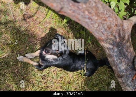 Überkopfhohe Ansicht eines aufmerksamen schwarzen Hundes gemischter Rasse, der auf dem Gras liegt und neben einem Baumstamm nach oben schaut Stockfoto