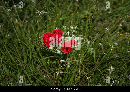 Nahaufnahme von roten künstlichen Stoffblumen, die auf natürlichem grünem Grasfeld unter Sonnenlicht platziert sind Stockfoto