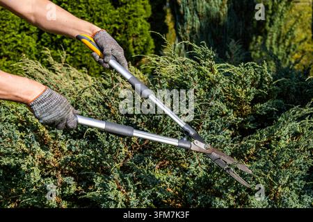 Handschuhen haltende schwere manuelle Heckenschere schneidet einen immergrünen Wacholderbusch während der Gartenpflege in einem sonnigen Hof an einem klaren Tag. Stockfoto