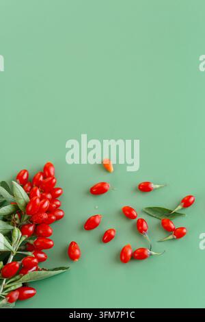 Natürliche Goji-Beeren-Zweige, die auf einem pastellgrünen Hintergrund arrangiert sind . Stockfoto